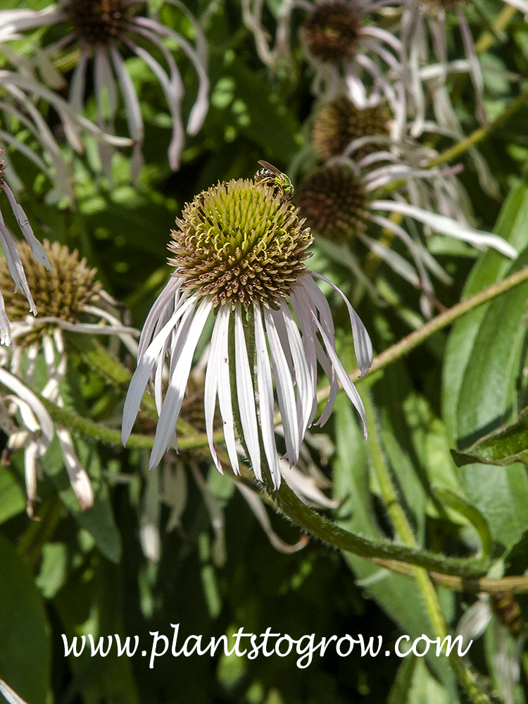Hulla Dancer Coneflower (Echinacea pallida) 
Has thin pendulous petals.